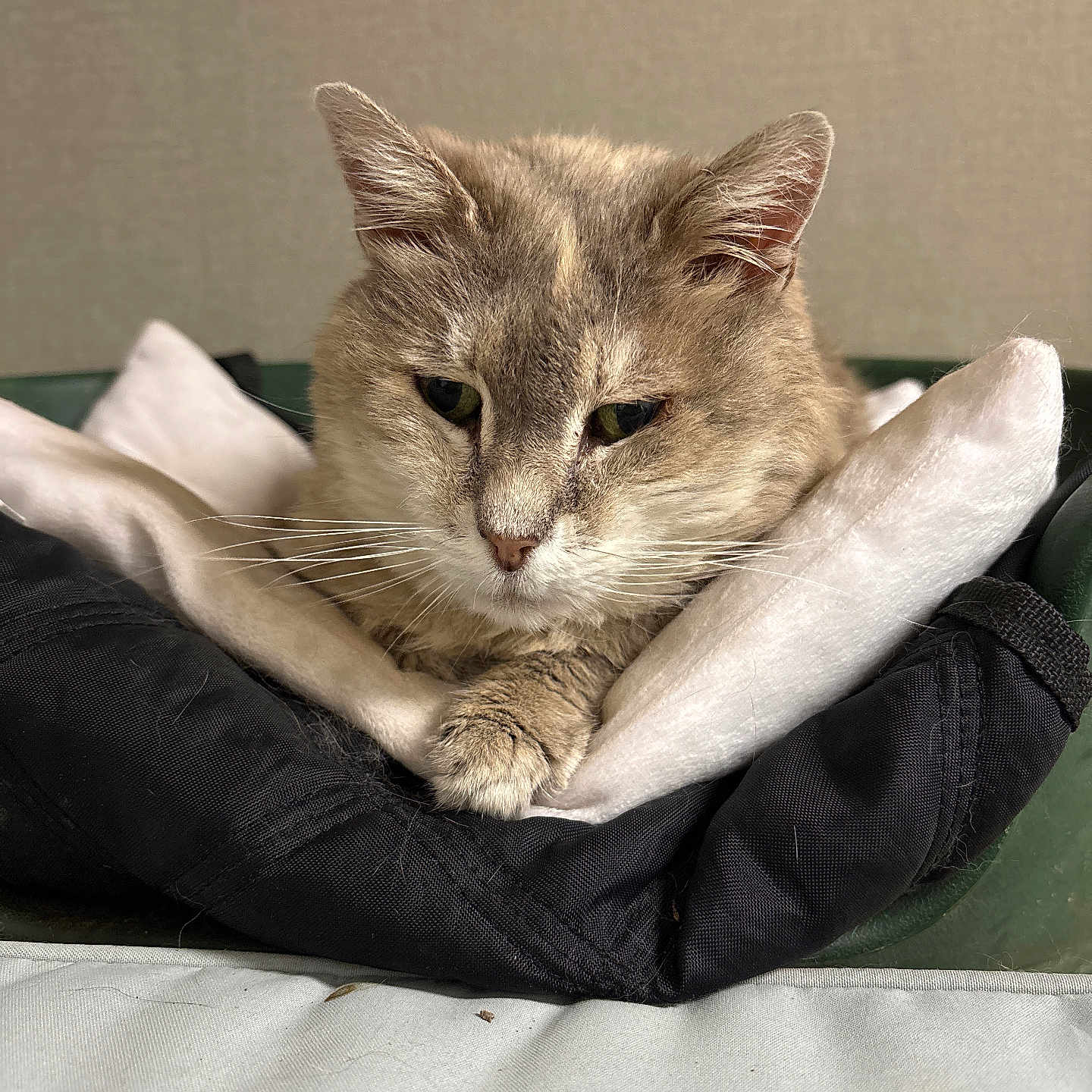 Rafale a rejoint le concours — aidez-le/la à gagner de superbes lots ! animal, bed, calm, cat, closeup, cozy, cute, domestic_cat, feline, fur, indoor, padded_bed, paw, pet, portrait, relaxed, resting, sleepy, soft, whiskers