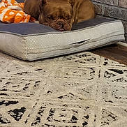 Little Mama is registered to the contest to win money with this photo: dog, brown_dog, dog_bed, blanket, orange_blanket, brick_wall, rug, patterned_rug, indoor, pet, resting, sleepy, floor, cozy, furniture, animal, mammal, companion, cute, relaxed