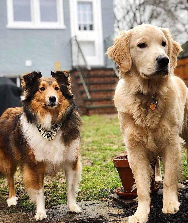 Sofie joined the competition — help win amazing prizes! ancient_dog_breeds, australian_shepherd, basque_shepherd_dog, border_collie, canidae, carnivore, companion_dog, dog, dog_breed, english_shepherd, golden_retriever, mammal, nova_scotia_duck_tolling_retriever, rare_breed_dog, retriever, small_greek_domestic_dog, snout, sporting_group, vertebrate, working_dog