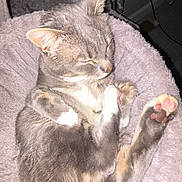 Stormy is registered to the contest to win money with this photo: animal, cat, cat_condo, cozy, curled_up, cute, domestic_cat, feline, fluffy, fur, gray_tabby, indoor, paw_pads, pet_bed, pink_paws, relaxed, resting, sleeping, whiskers, window