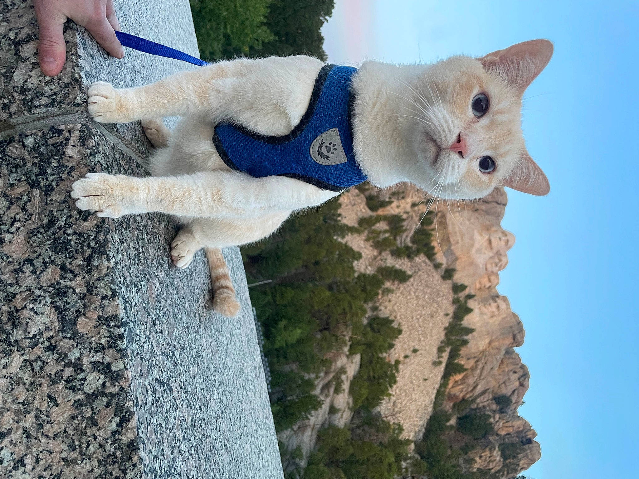 Lonzo joined the competition — help win amazing prizes! bedrock, canidae, carnivore, cat, collar, domestic_short_haired_cat, fawn, felidae, fur, paw, plant, rock, sky, small_to_medium_sized_cats, snout, tail, tree, water, whiskers, white