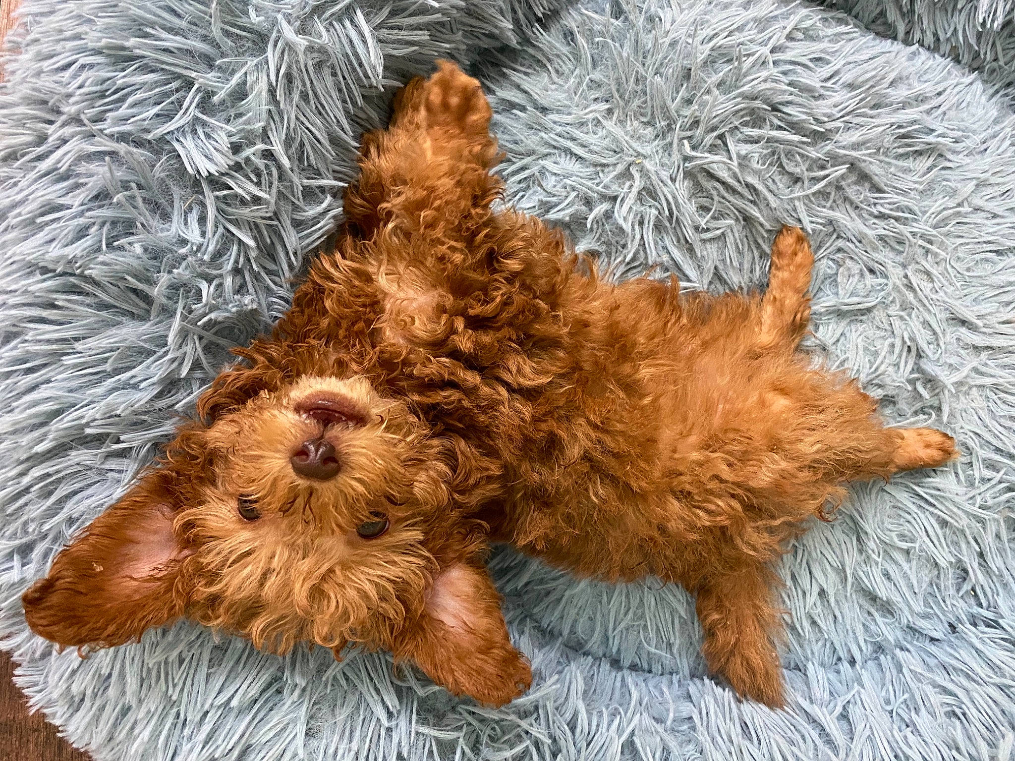 Cinnamon joined the competition — help win amazing prizes! canidae, cap, carnivore, claw, companion_dog, dog_breed, fawn, fur, liver, mammal, snout, sporting_group, stuffed_toy, tail, terrestrial_animal, terrier, toy, vertebrate, wood, working_animal