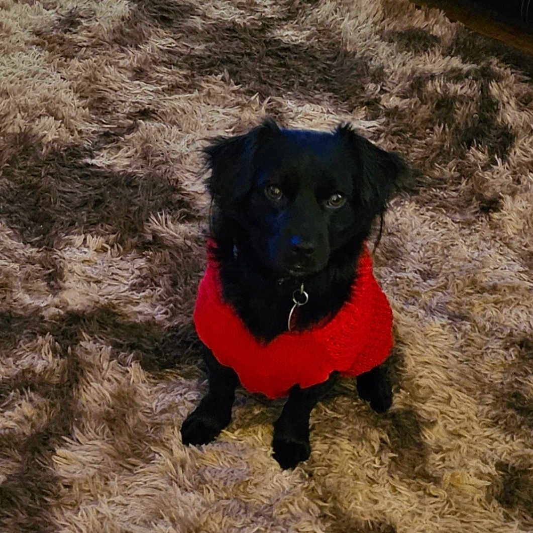 Bandit joined the competition — help win amazing prizes! adorable, animal, black_dog, carpet, companion, cozy, cute, dog, domestic_animal, floor, fluffy_carpet, furry, home, indoor, looking_up, pet, red_sweater, small_dog, sweater, waiting