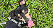 Keef joined the competition — help win amazing prizes! dog, puppy, black_and_tan, small_dog, grass, outdoor, lawn, sitting, lying_down, tongue_out, happy, playful, harness, leash, ears, short_hair, portrait, pet, animal, sunlight