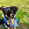 dog, puppy, black_and_tan, short_hair, floppy_ears, brown_eyes, blue_shirt, clothing, outdoor, grass, lawn, pet, animal, portrait, close_up, looking_at_camera, curious, cute, sunlight, park