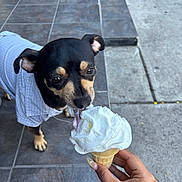 Keef joined the competition — help win amazing prizes! dog, puppy, black_and_tan, small_dog, ice_cream, whipped_cream, dessert, food, tongue, licking, pet, pet_clothing, shirt, outdoor, patio, tiles, hand, human, close_up, funny