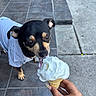 dog, puppy, black_and_tan, small_dog, ice_cream, whipped_cream, dessert, food, tongue, licking, pet, pet_clothing, shirt, outdoor, patio, tiles, hand, human, close_up, funny
