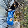 dog, small_dog, black_and_tan, denim, overalls, harness, leash, outdoor, yard, grass, dirt, fence, sidewalk, concrete, sneakers, fashion, pet, walking, standing, animal