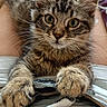 cat, kitten, tabby, fluffy, long_hair, fur, whiskers, green_eyes, portrait, close_up, sitting, paws, remote_control, indoors, pet, cute, alert, cozy, fabric, brown