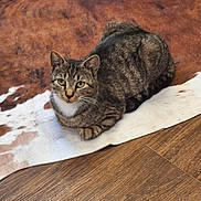 Princess Socks is registered to the contest to win money with this photo: cat, tabby_cat, looking, cowhide_rug, wooden_floor, indoor, pet, feline, resting, curious, striped_fur, green_eyes, cozy, animal, domestic_cat, mammal, whiskers, ears, paws, lying_down