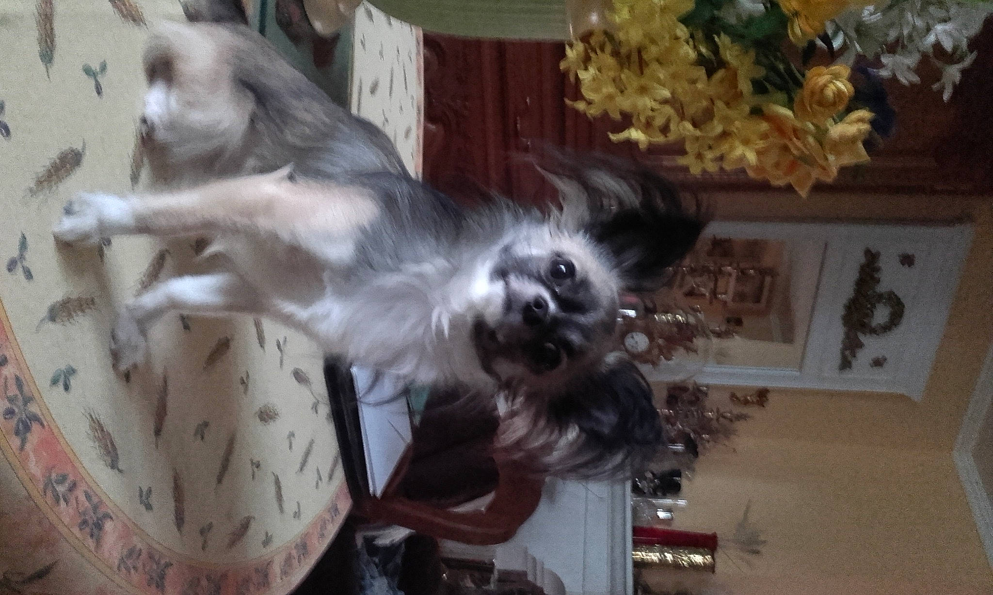 I Tea participe au concours pour gagner de l'argent avec cette photo : canidae, carnivore, chinese_crested_dog, companion_dog, dog, dog_breed, dog_supply, fawn, felidae, fur, liver, non_sporting_group, pet_supply, small_terrier, small_to_medium_sized_cats, tail, terrier, toy_dog, whiskers, wing