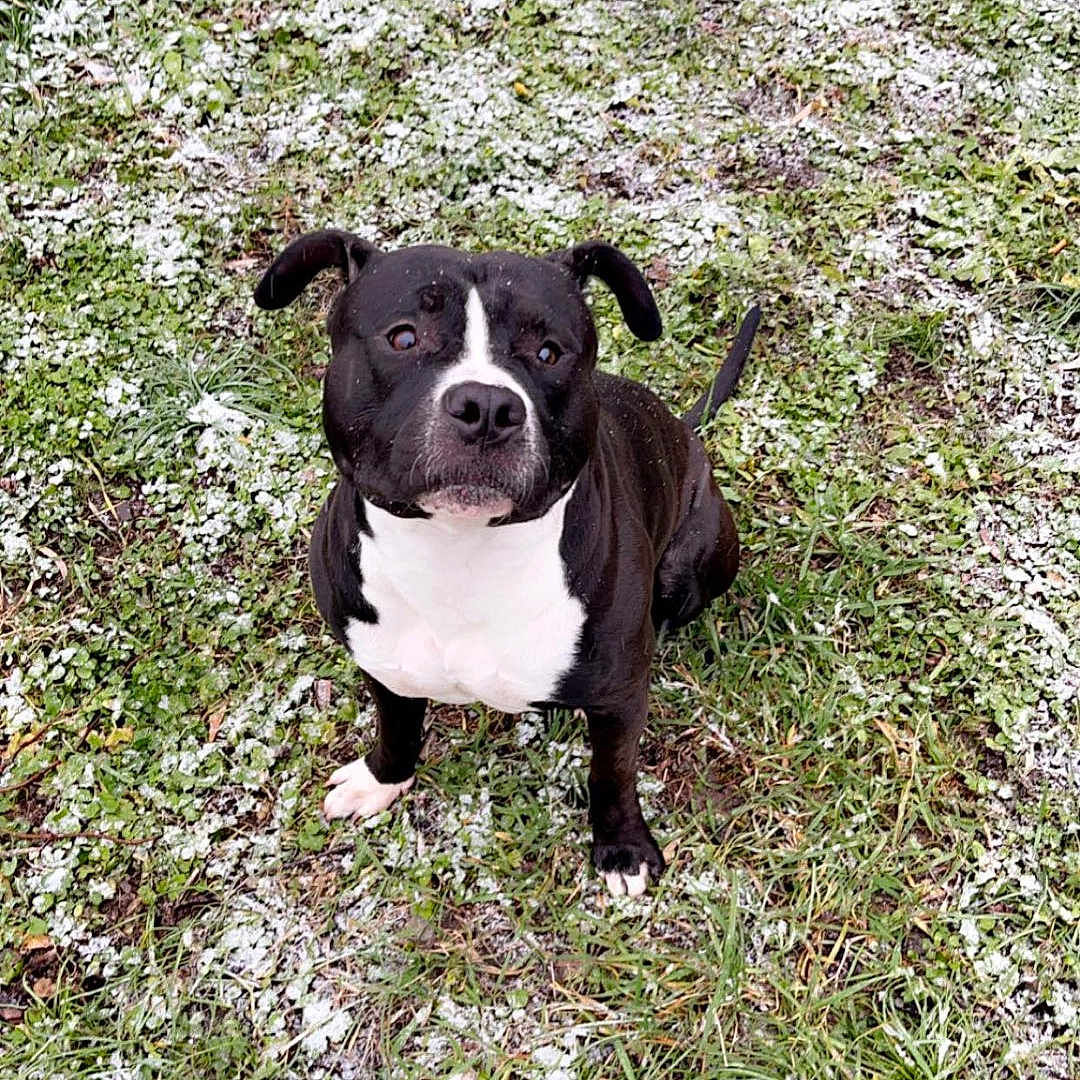 Simba a rejoint le concours — aidez-le/la à gagner de superbes lots ! animal, bostonbull, boxer, bulldog, canine, dog, field, frenchbulldog, grass, grassland, leaf, nature, outdoors, pet, pitbull, plant, puppy, soil, vegetation, yard