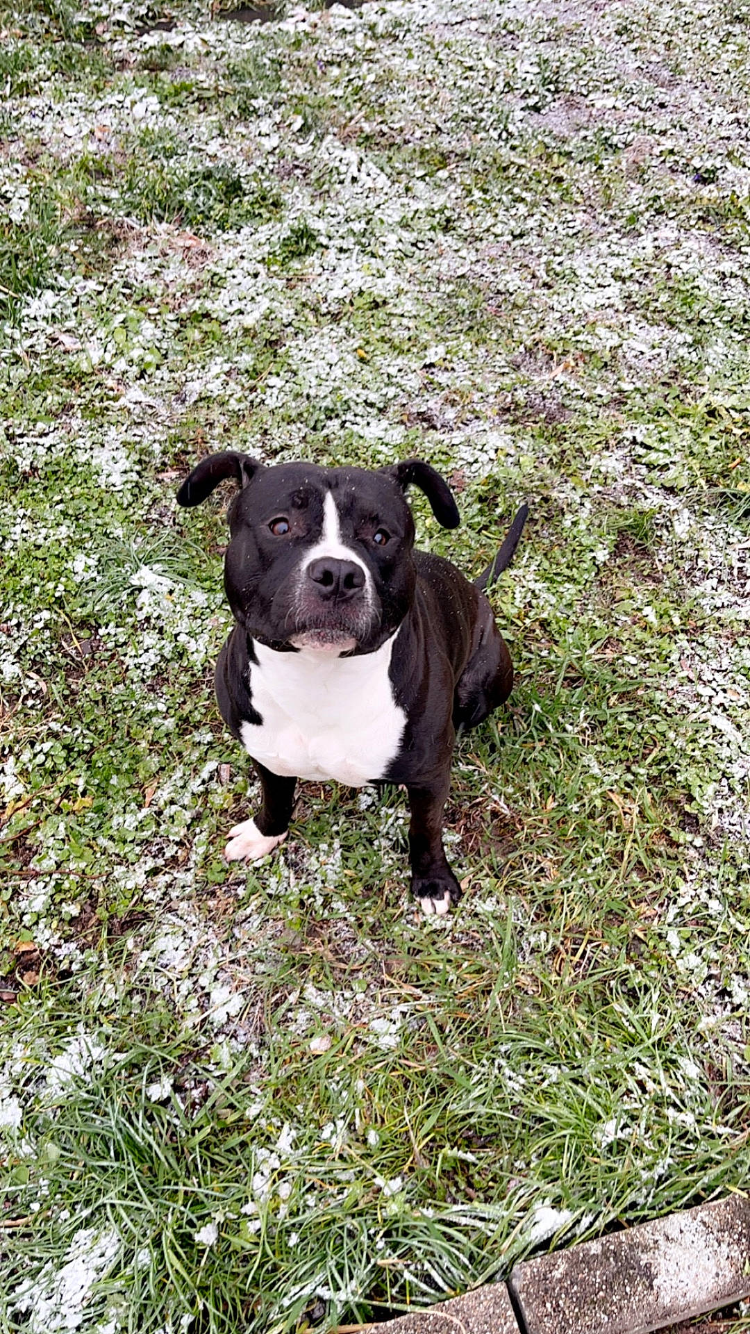 Simba a rejoint le concours — aidez-le/la à gagner de superbes lots ! animal, bostonbull, boxer, bulldog, canine, dog, field, flower, frenchbulldog, grass, grassland, leaf, nature, outdoors, pet, pitbull, plant, puppy, soil, vegetation