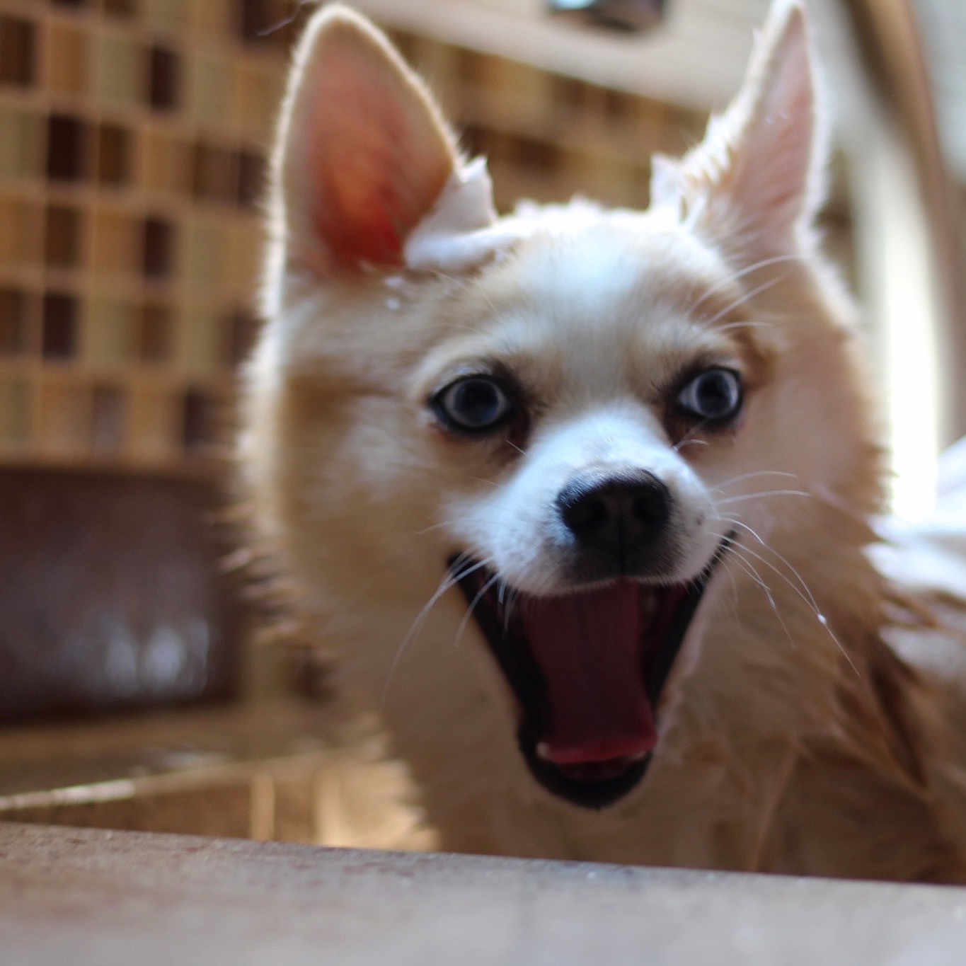 Riley is registered to the contest to win money with this photo: bottle, canidae, carnivore, chihuahua, companion_dog, dog, dog_breed, dog_supply, fawn, fur, glass_bottle, liquid, logo, pet_supply, snout, sporting_group, terrestrial_animal, toy_dog, whiskers, working_animal