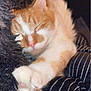 Blou is registered to the contest to win money with this photo: blanket, cat, closeup, cozy, cute, cute_paw, domestic_cat, feline, fur, indoors, orange_cat, paw, pet, pink_nose, relaxation, resting, sleeping, soft_texture, whiskers, white_fur