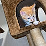Blou is registered to the contest to win money with this photo: animal, cat, cat_tree, claws, cubby, curious, cute, domestic, feline, fur, home, indoor, kitten, orange_cat, pet, playful, scratching_post, whiskers, white_cat, young