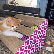Blou joined the competition — help win amazing prizes! animal, carpet, cat, curious, cute, domestic, dresser, floor, furniture, indoor, kitten, mop, orange_cat, paw, pet, playful, scratching_post, toy_ball, white_cat, young_cat