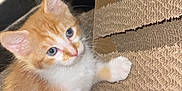 Blou joined the competition — help win amazing prizes! animal, blue_eyes, cardboard_scratch_pad, carpet, cat, close_up, curious, cute, domestic_cat, feline, fur, furniture, home, indoor, kitten, orange_and_white, paw, pet, texture, young_cat
