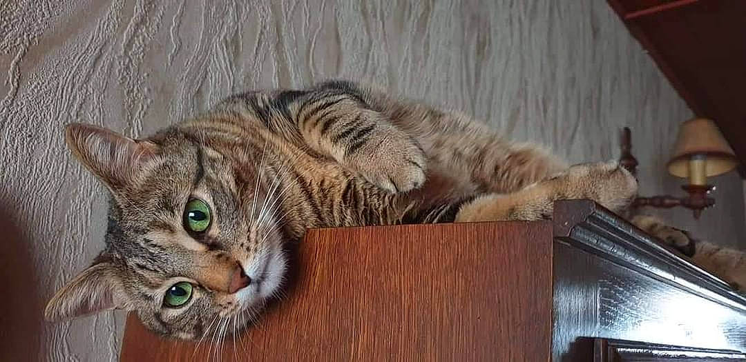 Geebee participe au concours pour gagner de l'argent avec cette photo : carnivore, cat, claw, domestic_short_haired_cat, felidae, fur, paw, small_to_medium_sized_cats, snout, tail, terrestrial_animal, whiskers, wildlife, wood