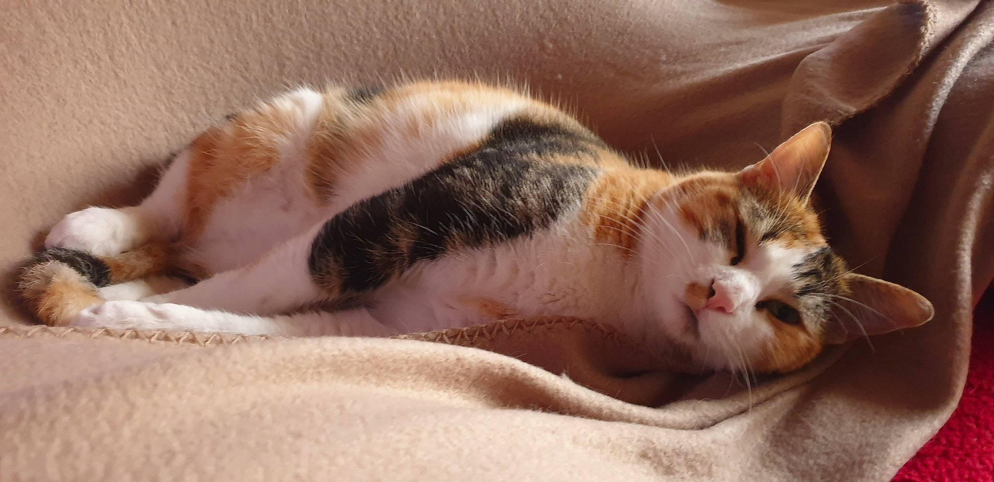 Maïa participe au concours pour gagner de l'argent avec cette photo : carnivore, cat, claw, close_up, comfort, domestic_short_haired_cat, fawn, felidae, fur, nap, paw, sleep, small_to_medium_sized_cats, snout, tail, whiskers