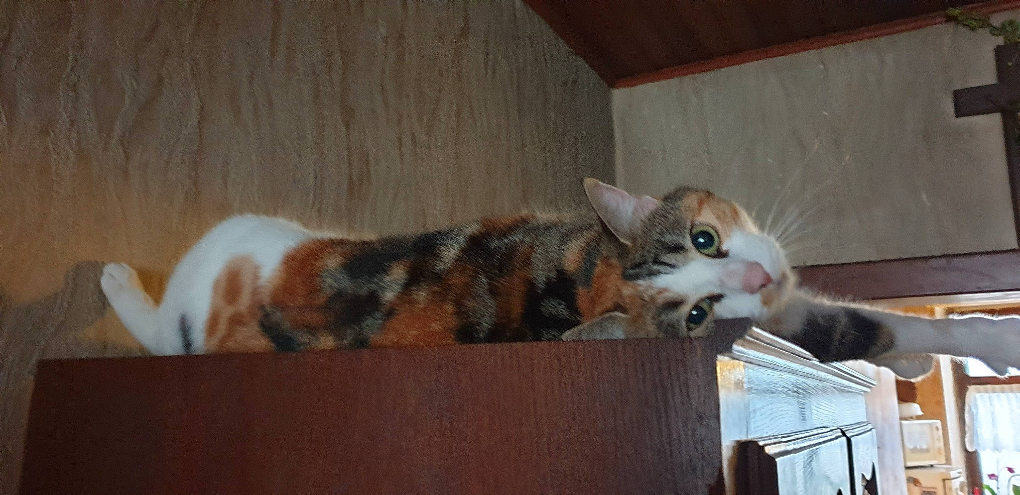 Maïa participe au concours pour gagner de l'argent avec cette photo : carnivore, cat, cat_supply, comfort, domestic_short_haired_cat, felidae, fur, hardwood, paw, room, small_to_medium_sized_cats, tail, whiskers, wood