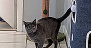 Silver joined the competition — help win amazing prizes! alert, animal, cat, cat_condo, corner, cute, domestic_cat, feline, floor, gray_cat, household, indoor, pet, pet_accessory, playful, scratching_post, tail, tile_floor, toy, wall