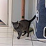 cat, gray_cat, indoor, cat_condo, scratching_post, tail, tile_floor, pet, animal, domestic_cat, playful, feline, corner, wall, toy, floor, household, cute, alert, pet_accessory