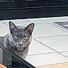 Silver joined the competition — help win amazing prizes! cat, gray_cat, heterochromia, green_eye, yellow_eye, pet, animal, feline, indoor, tile_floor, glass_door, curious, looking, close_up, portrait, whiskers, ears, face, domestic_cat, mystery