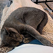 Silver is registered to the contest to win money with this photo: cat, gray_cat, sleeping, cozy, blanket, knitted_blanket, lap, indoor, relaxing, pet, fur, resting, comfort, home, furniture, table, floor, carpet, domestic, animal