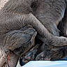 Silver joined the competition — help win amazing prizes! cat, gray_cat, sleeping, curled_up, pet, feline, cozy, blanket, resting, fur, paw, indoor, cute, animal, relaxation, soft, domestic_cat, mammal, close_up, peaceful