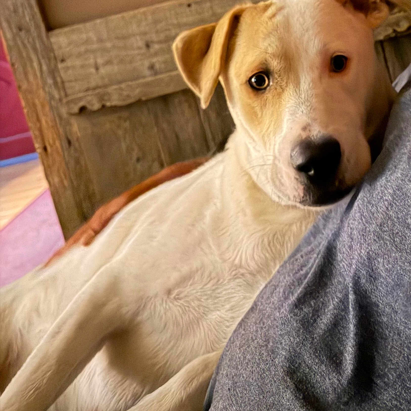 Lila Jane joined the competition — help win amazing prizes! dog, pet, indoor, wooden_background, close_up, curious_expression, leaning, gray_shirt, animal, mammal, face, ears, fur, snout, domestic_animal, companion, portrait, brown_and_white, resting, human