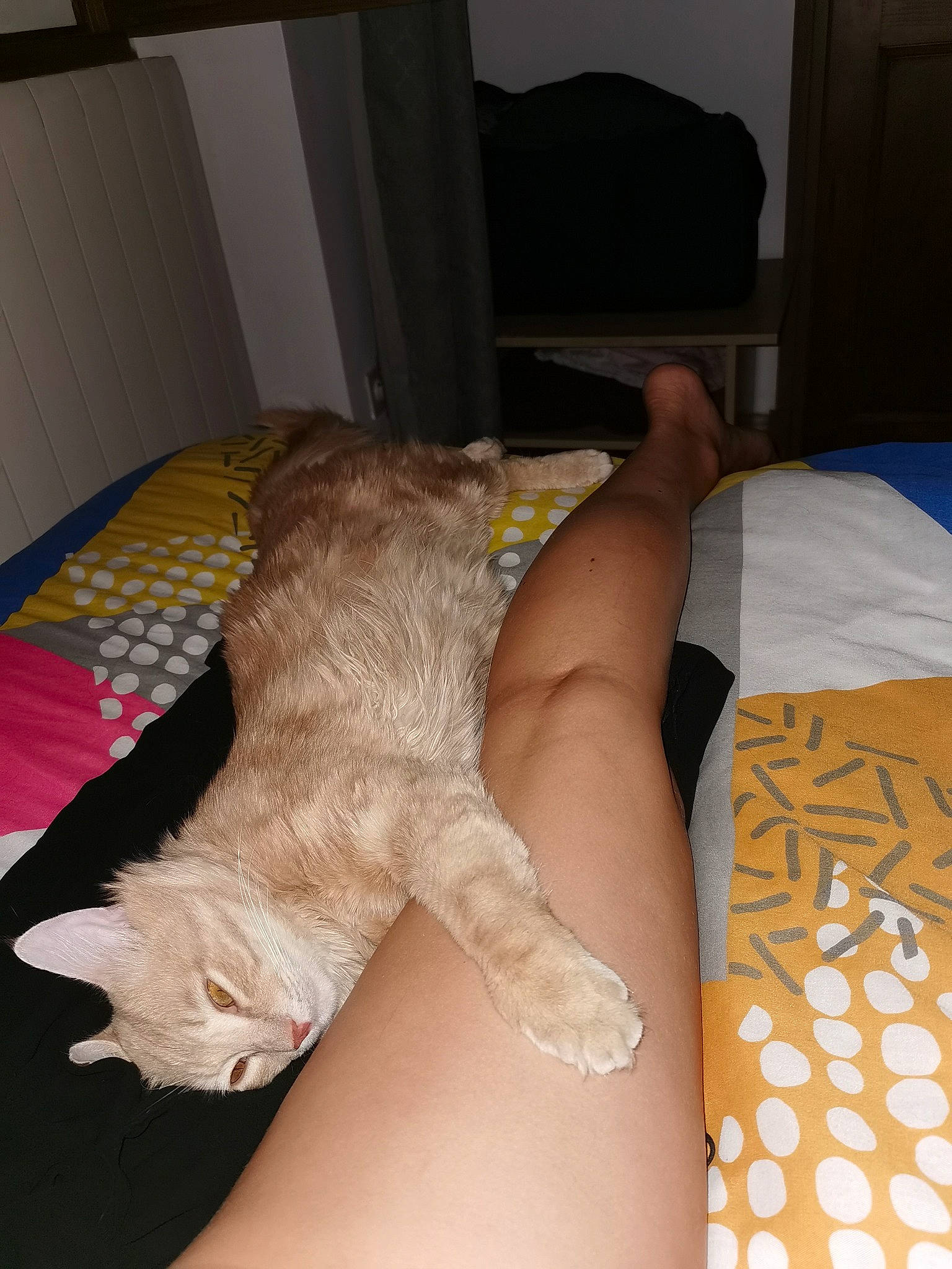 Denahi participe au concours pour gagner de l'argent avec cette photo : asian, carnivore, cat, claw, european_shorthair, felidae, hand, leg, norwegian_forest_cat, polydactyl_cat, small_to_medium_sized_cats, tail, whiskers