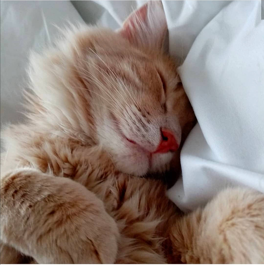 Denahi a rejoint le concours — aidez-le/la à gagner de superbes lots ! asian, british_semi_longhair, carnivore, cat, close_up, ear, european_shorthair, felidae, fur, kitten, love, nap, nose, paw, siberian, skin, sleep, small_to_medium_sized_cats, tabby_cat, whiskers