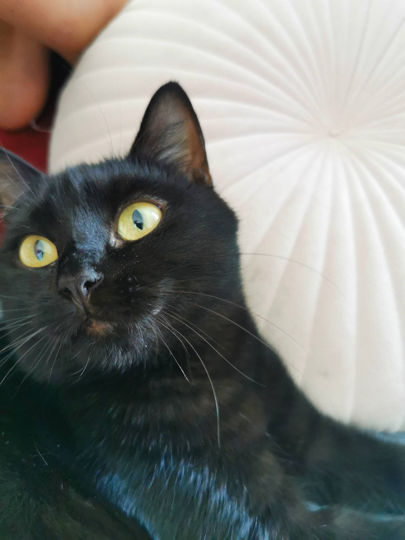 Laya participe au concours pour gagner de l'argent avec cette photo : asian, black_cat, bombay, burmese, carnivore, cat, domestic_long_haired_cat, domestic_short_haired_cat, eye, felidae, fur, iris, kitten, korat, mammal, nebelung, small_to_medium_sized_cats, snout, vertebrate, whiskers