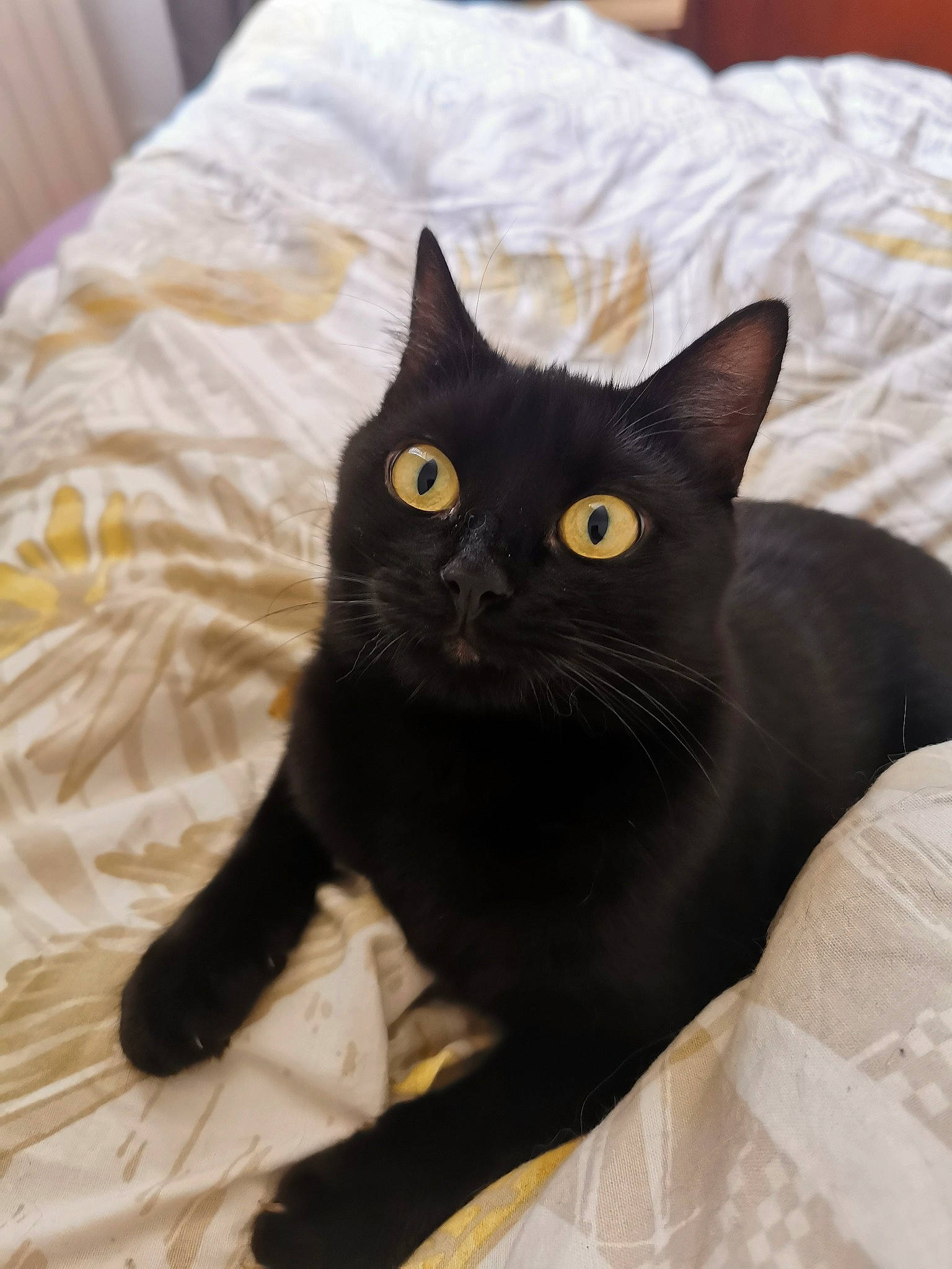 Laya a rejoint le concours — aidez-le/la à gagner de superbes lots ! asian, black, black_cat, bombay, british_shorthair, burmese, carnivore, cat, domestic_short_haired_cat, eye, felidae, korat, mammal, small_to_medium_sized_cats, vertebrate, whiskers