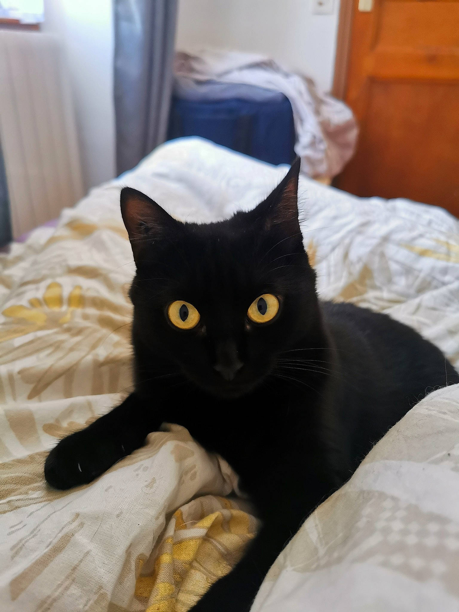 Laya a rejoint le concours — aidez-le/la à gagner de superbes lots ! asian, bed, black, black_cat, bombay, burmese, carnivore, cat, domestic_short_haired_cat, eye, felidae, fur, kitten, korat, mammal, room, small_to_medium_sized_cats, whiskers