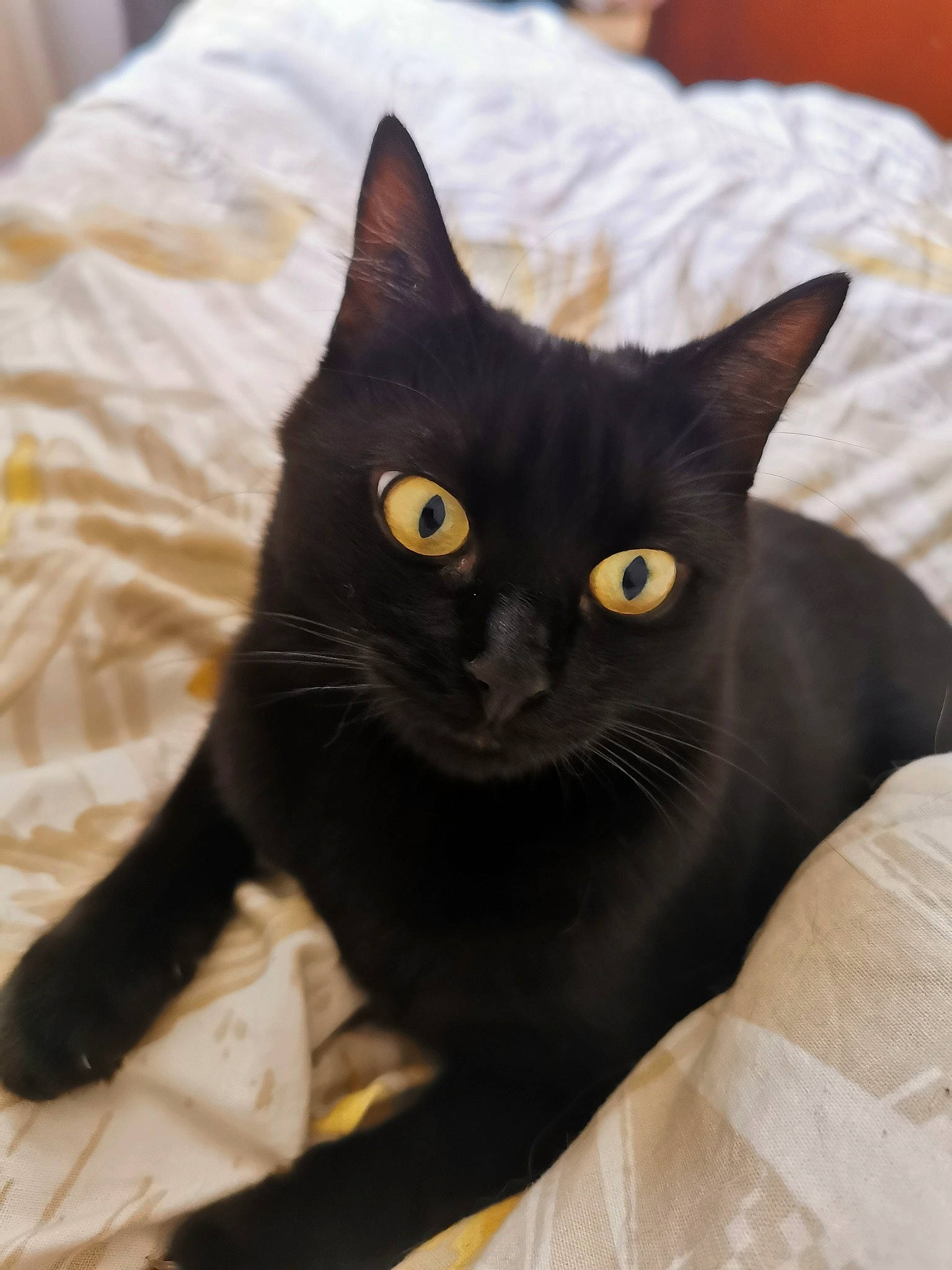 Laya a rejoint le concours — aidez-le/la à gagner de superbes lots ! asian, black, black_cat, bombay, british_shorthair, burmese, carnivore, cat, domestic_short_haired_cat, eye, felidae, mammal, small_to_medium_sized_cats, vertebrate, whiskers