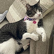Daisy Marie is registered to the contest to win money with this photo: animal, cat, collar, couch, cozy, curious, cute, domestic_cat, furniture, home, indoor, looking_away, paw, pet_tag, relaxed, seated, tabby, texture, whiskers, white_fur