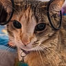 Khloe joined the competition — help win amazing prizes! cat, kitten, pet, animal, portrait, close_up, tabby, brown_fur, white_fur, green_eyes, whiskers, collar, pendant, hair_ties, earrings, plush_toy, indoor, blanket, funny, text_overlay