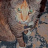 Khloe is registered to the contest to win money with this photo: cat, tabby_cat, pet, animal, feline, whiskers, green_eyes, collar, portrait, close_up, staring, indoor, wooden_background, rug, standing, retro_filter, vhs_effect, timestamp, photography, face