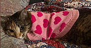 Khloe is registered to the contest to win money with this photo: cat, tabby_cat, pet, animal, pink_sweater, heart_pattern, valentine, bed, bedspread, blanket, cozy, indoors, portrait, lying_down, relaxed, cute, whiskers, ears, face, text_overlay
