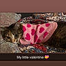 cat, tabby_cat, pet, animal, pink_sweater, heart_pattern, valentine, bed, bedspread, blanket, cozy, indoors, portrait, lying_down, relaxed, cute, whiskers, ears, face, text_overlay