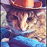 cat, cowboy_hat, animal, pet, feline, close_up, portrait, whiskers, eyes, ears, fur, tabby, blue_blanket, cozy, indoors, bed, resting, funny, costume, photograph
