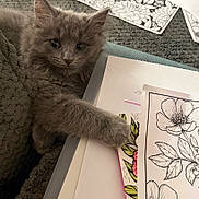 Parker is registered to the contest to win money with this photo: art, blanket, close_up, coloring_pages, cozy, curious, cute, feline, flower_drawings, gray_cat, indoor, kitten, paper, paw, pet, playful, resting, soft_fur, texture, young_cat