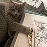 Parker is registered to the contest to win money with this photo: kitten, gray_cat, paw, blanket, coloring_pages, flower_drawings, art, paper, curious, cozy, texture, indoor, pet, young_cat, feline, close_up, cute, soft_fur, resting, playful