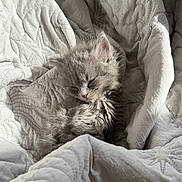 Parker is registered to the contest to win money with this photo: kitten, cat, sleeping, fluffy, gray, quilt, blanket, cozy, nap, soft, pet, animal, fur, cute, rest, indoor, comfort, relaxing, sunlight, peaceful