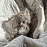 kitten, cat, sleeping, fluffy, gray, quilt, blanket, cozy, nap, soft, pet, animal, fur, cute, rest, indoor, comfort, relaxing, sunlight, peaceful