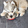 Buddy a rejoint le concours — aidez-le/la à gagner de superbes lots ! adorable, animal, blue_eyes, canine, cute, dog, domestic_animal, drinking, floor, fluffy, fur, indoor, lying_down, paw, pet, puppy, small, tile, water_bowl, young_dog