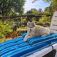 Buddy participe au concours pour gagner de l'argent avec cette photo : animal, backyard, blue_sky, cushion, daylight, dog, flower, fluffy, garden, grass, greenery, lounge_chair, nature, outdoor, pet, relaxing, resting, summer, sunny, wooden_fence