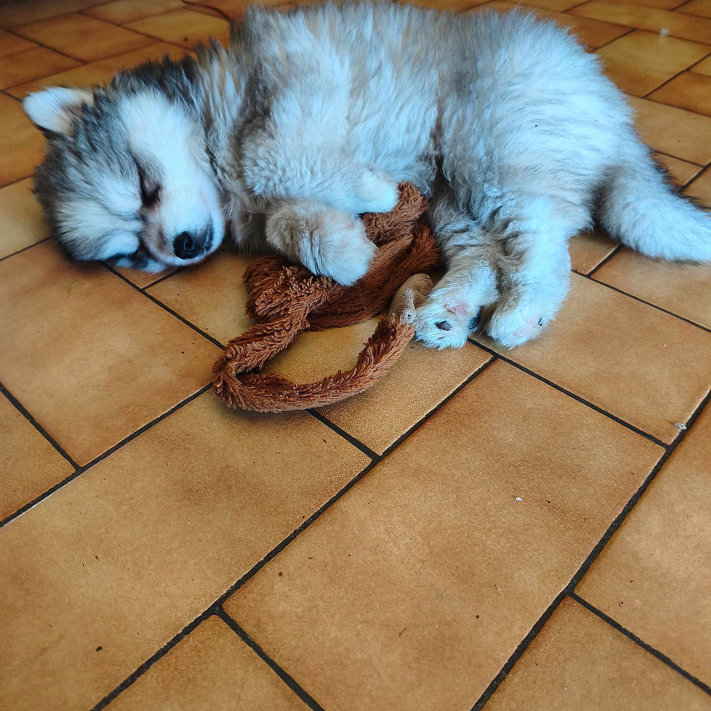 Buddy